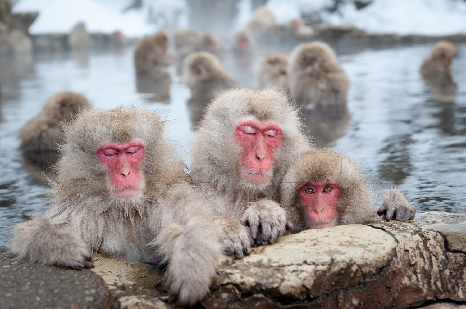 Snow Monkeys Holidays 2025/2026 | Trailfinders